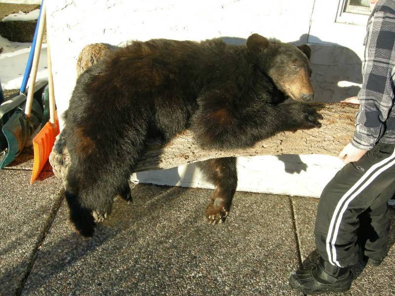 black bear full body mounts