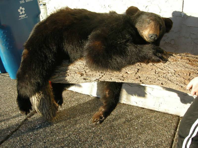 real bear taxidermy