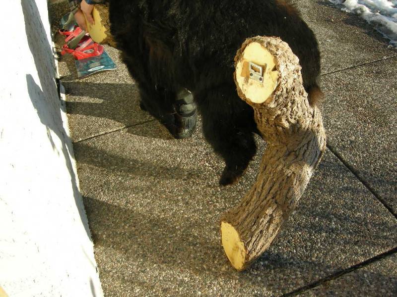 black bear full body mounts