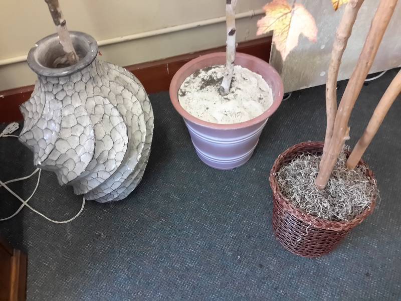lot 31 image: 3 Trees with Base Urns.  One 10 ft. tall.  One urn has a chip on the brim.