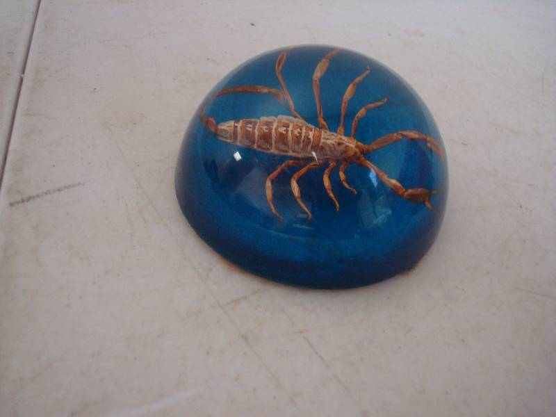 Scorpion Paperweight.&nbsp...