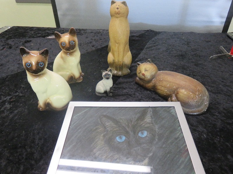 Cat Lot