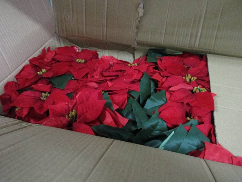Poinsetta Bush