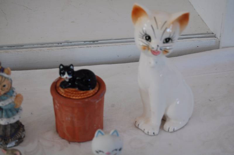 Cats