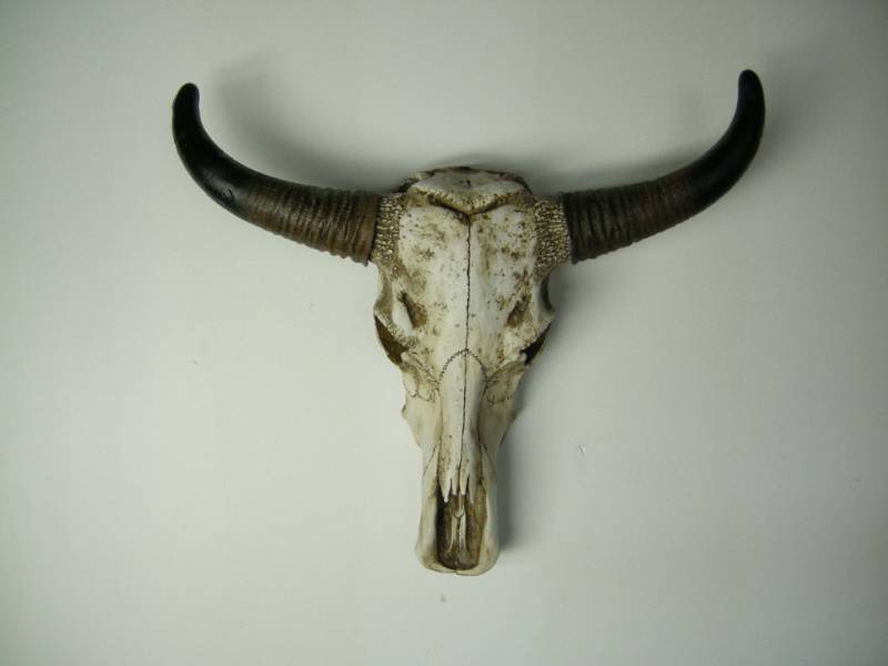 Skull