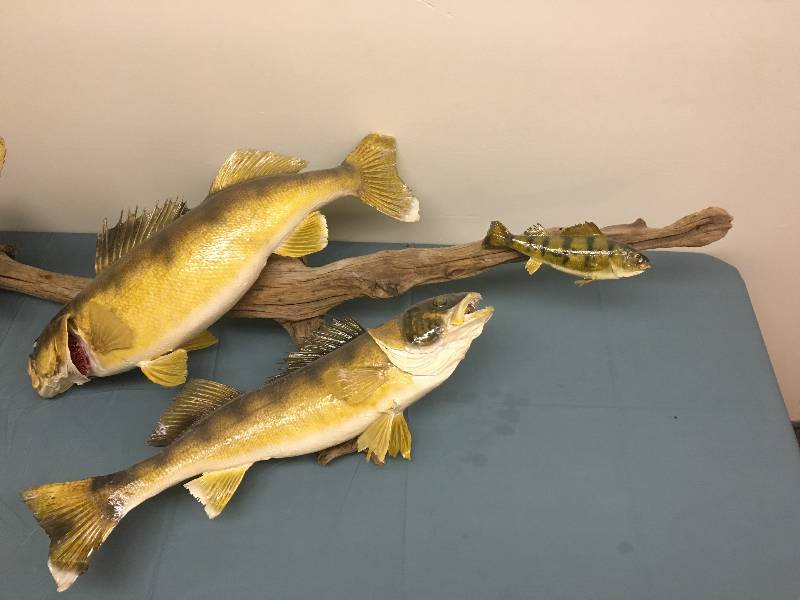 lot 11 image: fish wall mount