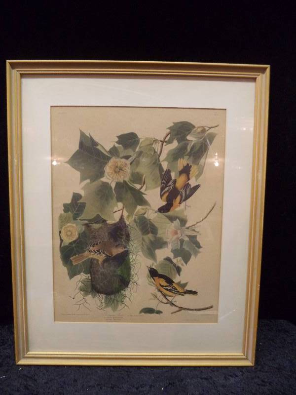 lot 33 image: Framed Baltimore Oriole Birds