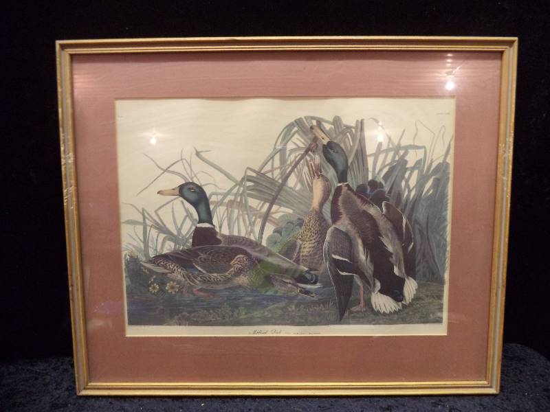 lot 37 image: Framed Mallard Duck