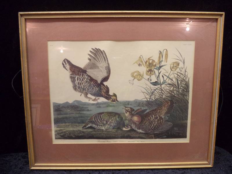 lot 38 image: Framed Pinnated Grous