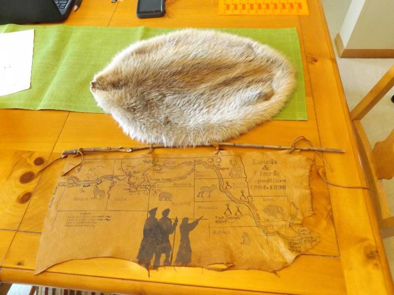 Beaver Pelt