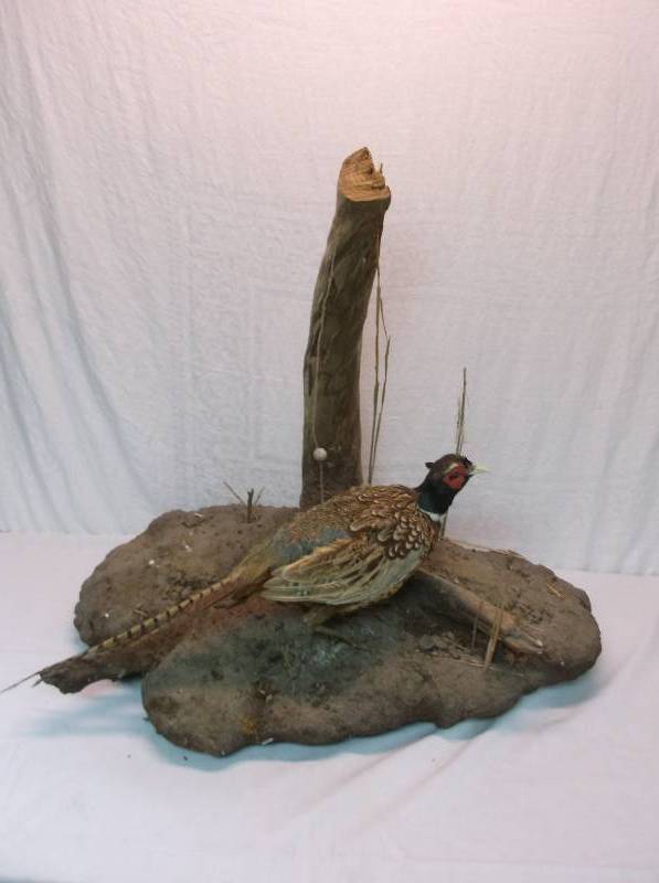 Pheasant