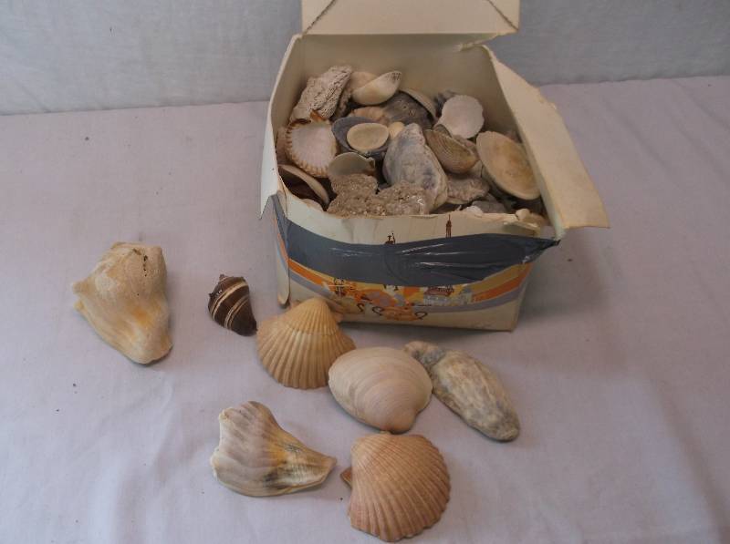 Sea Shells