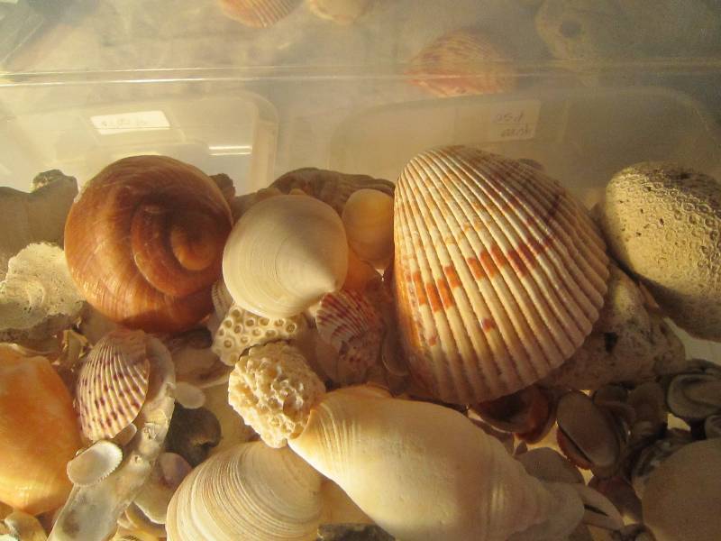 lot 598 image: Lot of Shells & Coral