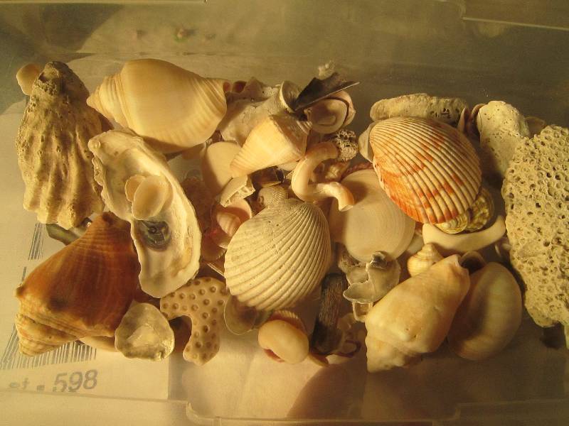 lot 599 image: Lot of Shells & Coral