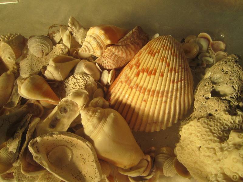 lot 600 image: Lot of Shells & Coral