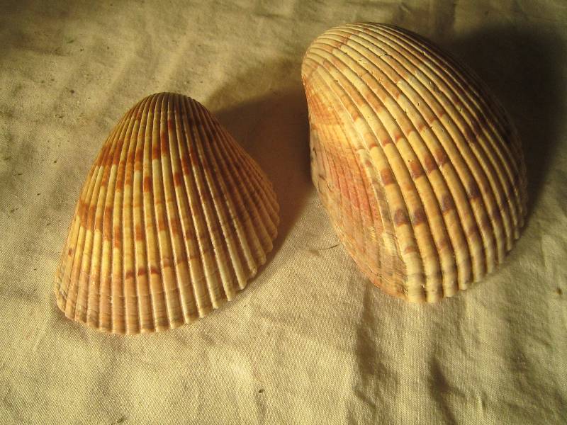 lot 601 image: 4 Large Shells