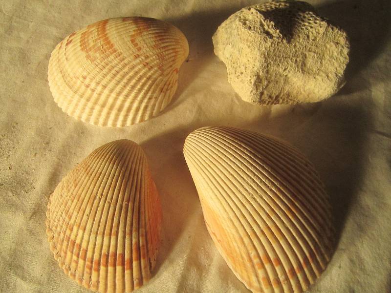lot 602 image: 3 Shells & Coral
