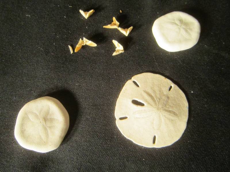 lot 603 image: Sand Dollars and 5 Doves