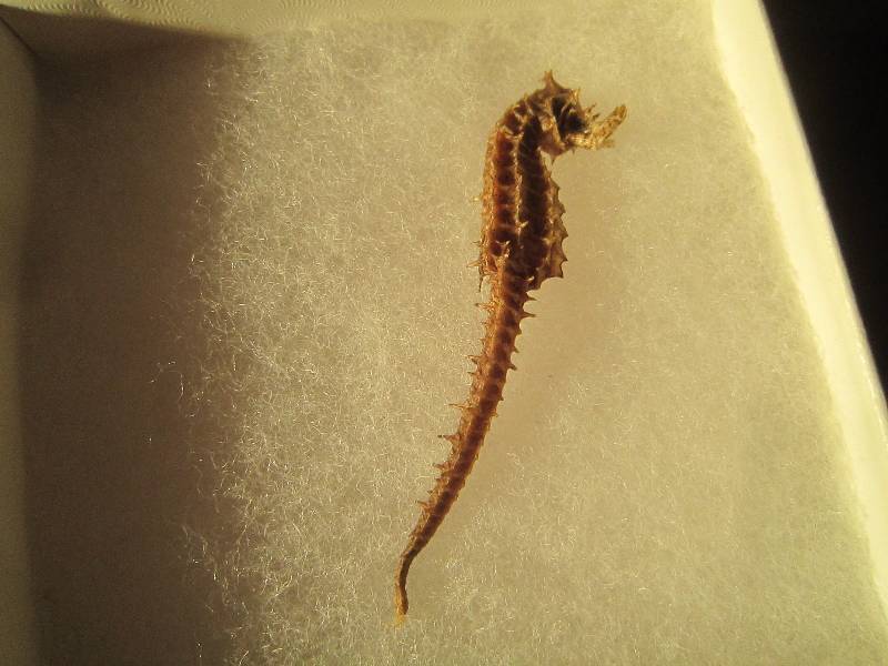 lot 604 image: Seahorse