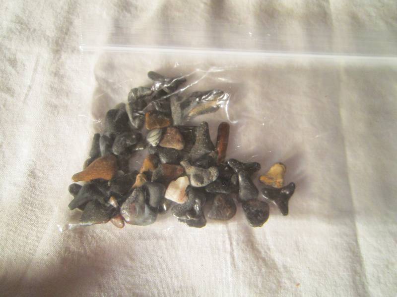 lot 614 image: Bag of Sharks Teeth