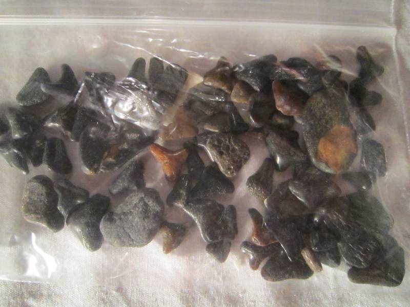 lot 615 image: Bag of Sharks Teeth