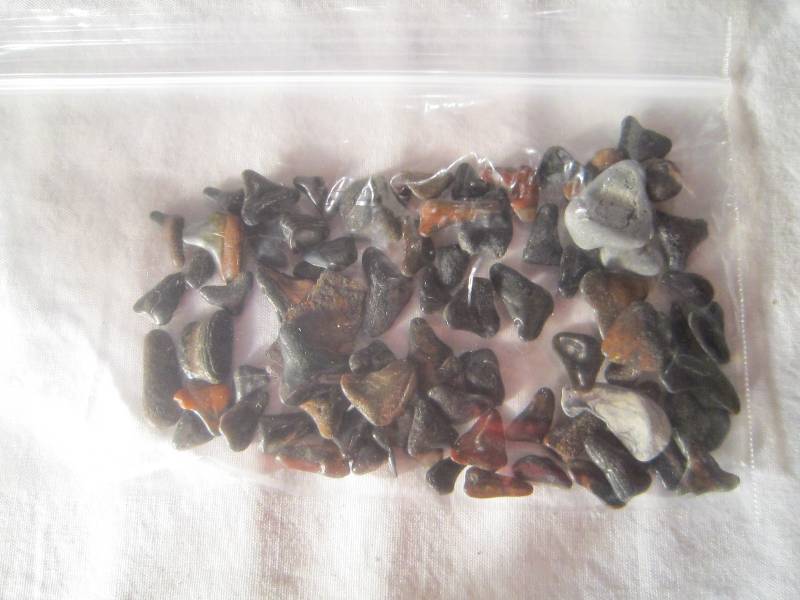 lot 616 image: Bag of Sharks Teeth