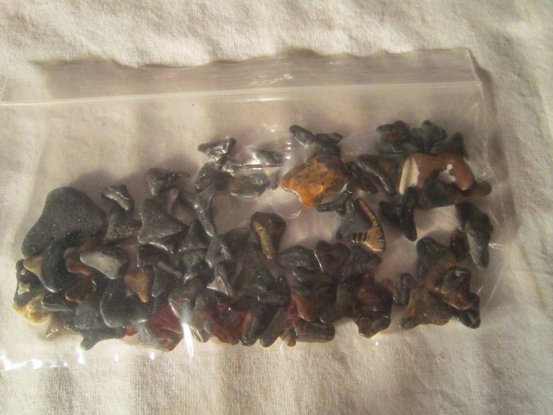 lot 619 image: Bag of Sharks Teeth