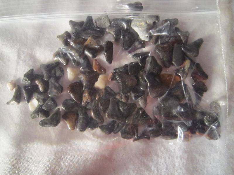 lot 621 image: Bag of Sharks Teeth