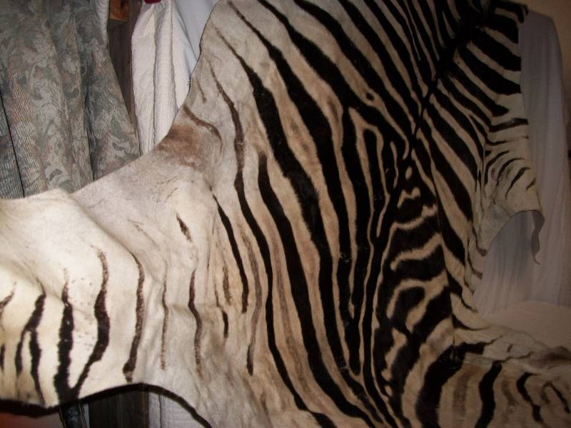 Full Real Zebra Hide