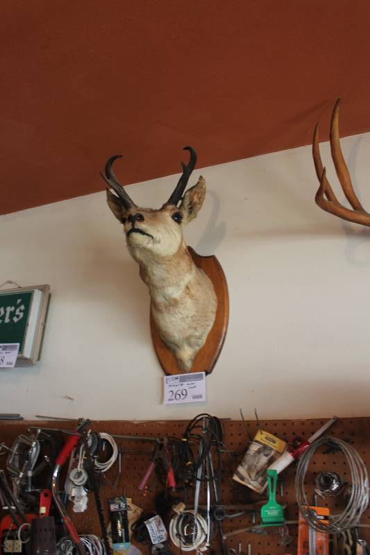 lot 269 image: Mounted Animal Head