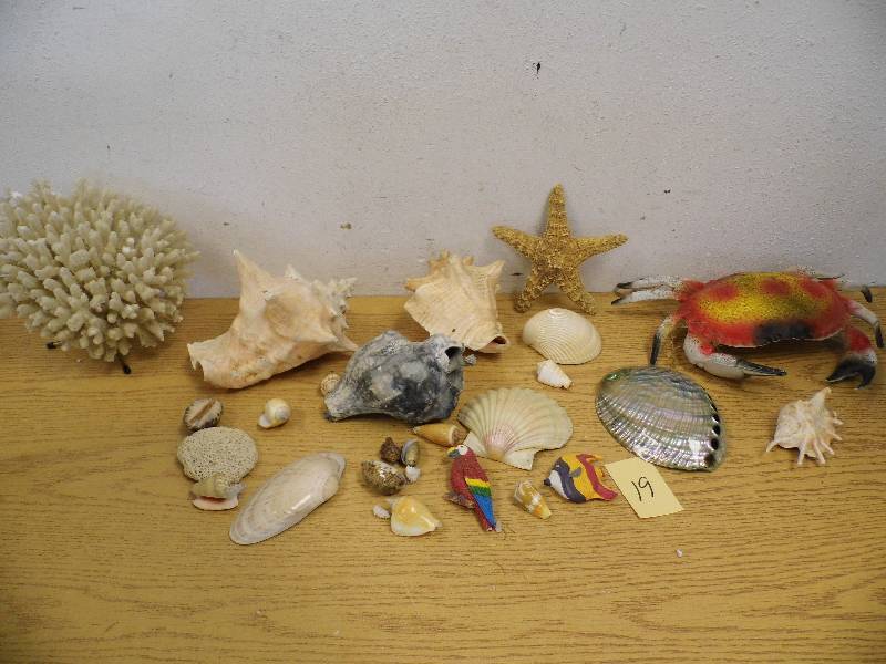 lot 19 image: Shells & Starfish
