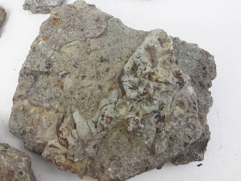 lot 27 image: Fossilized rocks as pictured