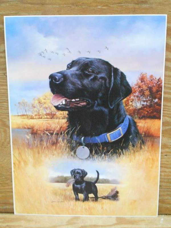 Approx (100) Retreiver Prints, Meas...