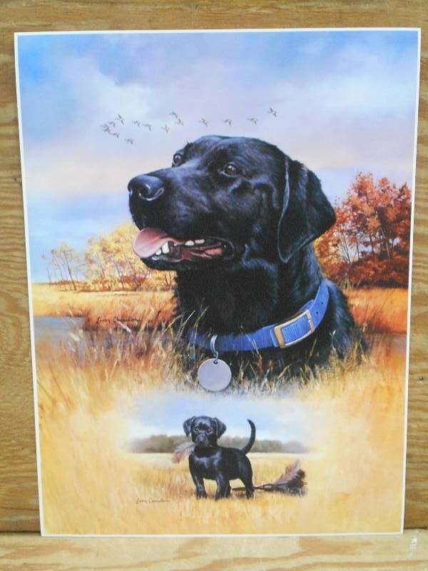 Approx (100) Retreiver Prints, Meas...