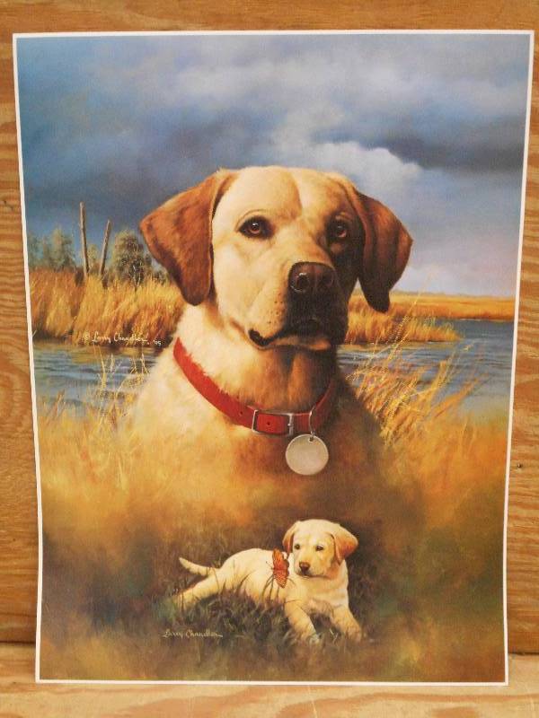 Approx (125) Retreiver Prints, Meas...
