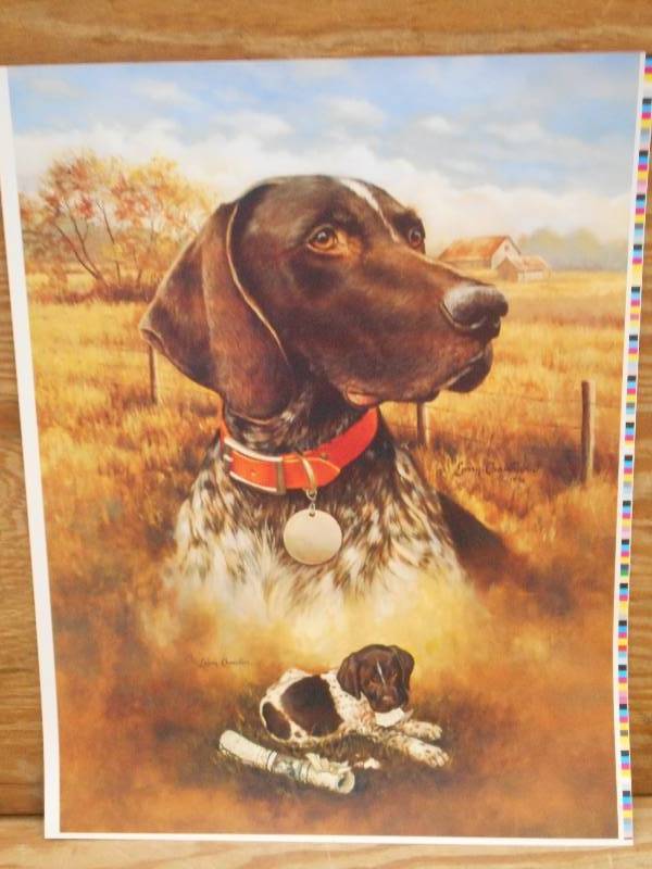 Approx (100) Retreiver Prints, Meas...