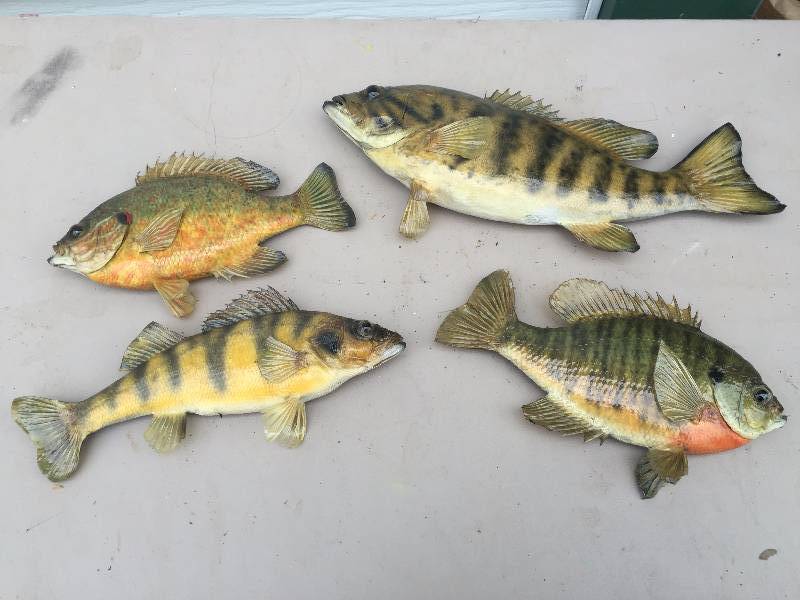 Taxidermy Fish Lot
