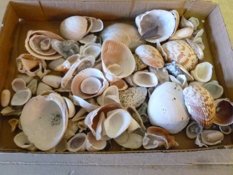 lot 285 image: Seashells