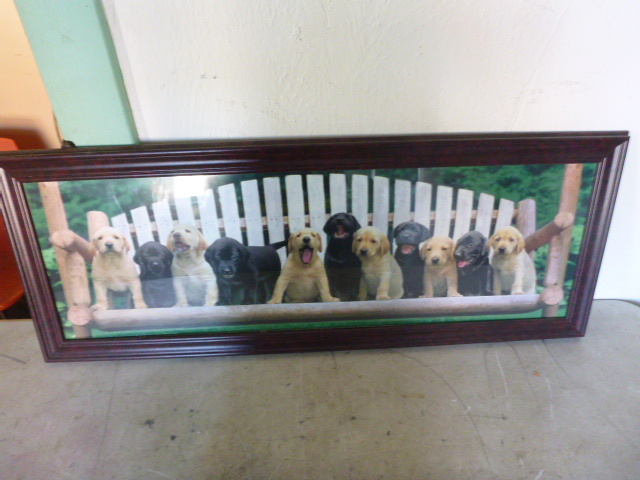 Labrador Picture