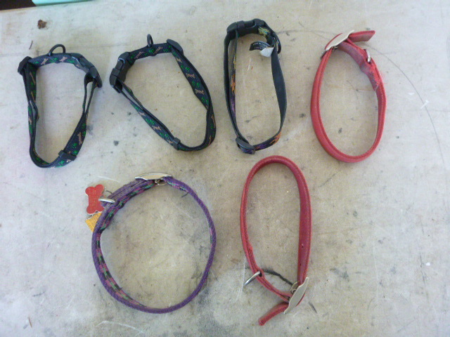 6 Dog Collars