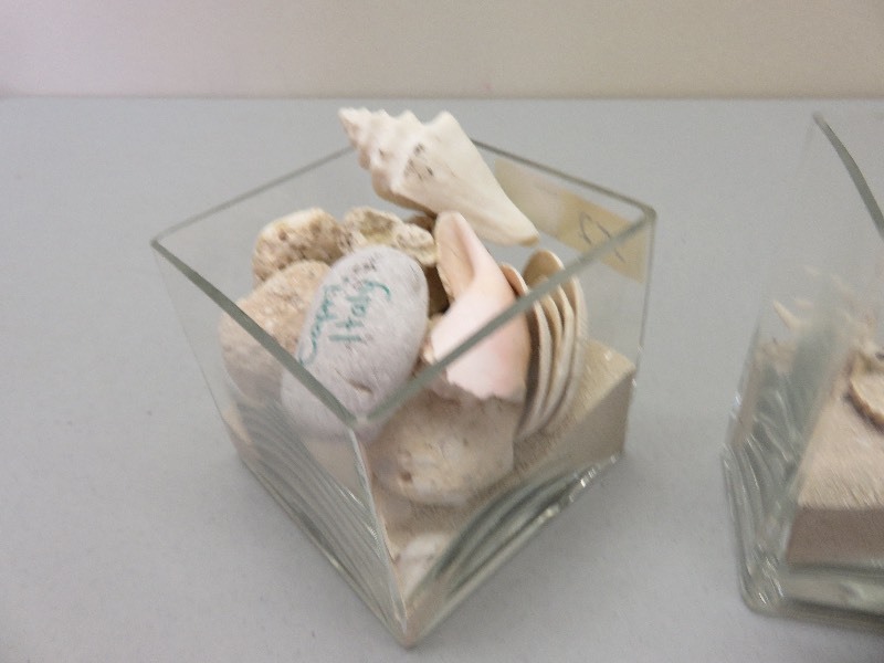 Seashells and Sea Sand