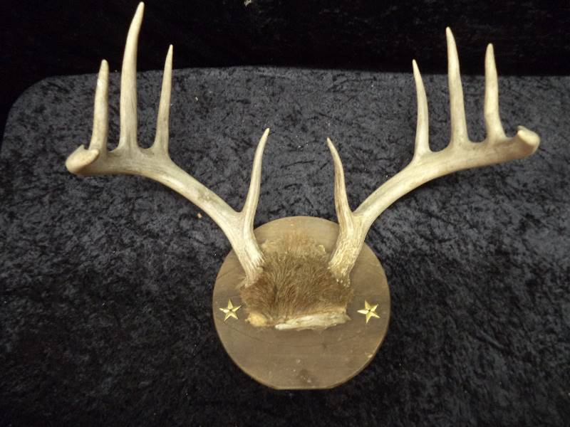 White Tail Deer Antlers - 10pt