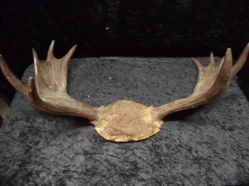 Moose Antler