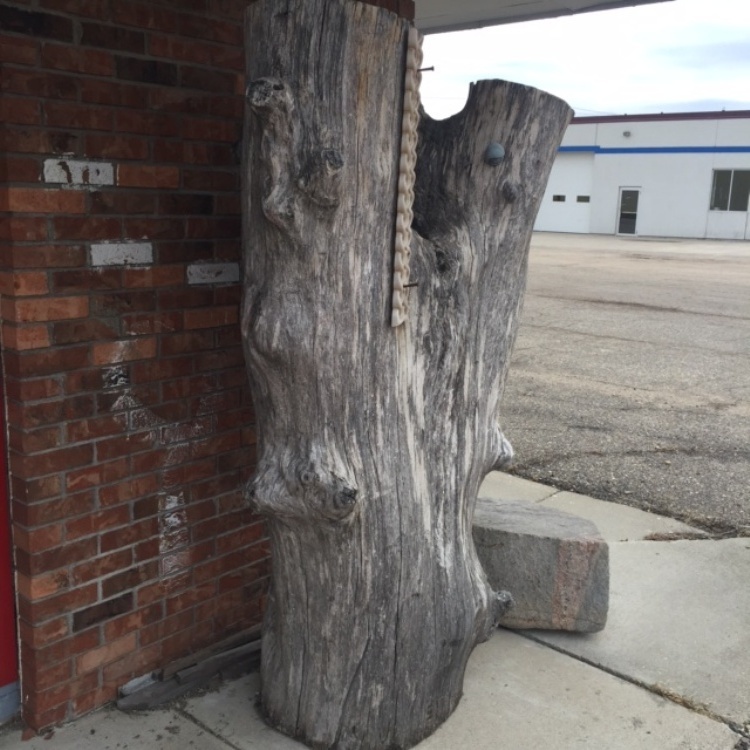 lot 298 image: 7 Tall Ash Log 30 Diameter, This item is off site and call 218-862-2277 for inspection and pickup.