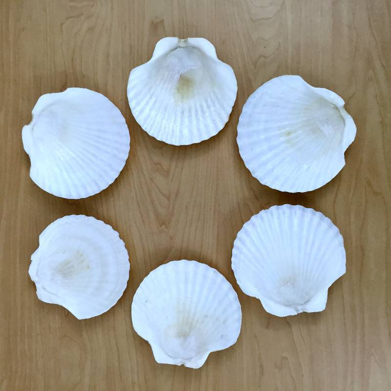 lot 20 image: Mid Century Modern 6 LARGE Natural WHITE IRISH DEEP SEA SCALLOP SEA SHELLS OCEAN BEACH DECOR Iridescent Interior - Excellent - Used for Ashtrays Perhaps