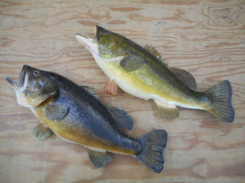 lot 32 image: (2) Largemouth Bass Taxidermy Mount...
