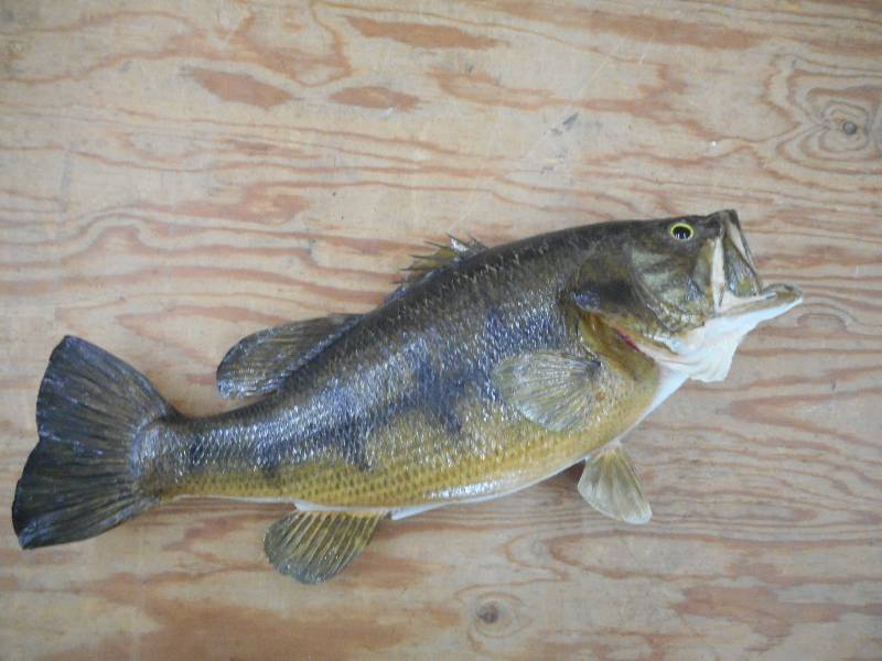 lot 33 image: (1) Largemouth Bass Taxidermy Mount...
