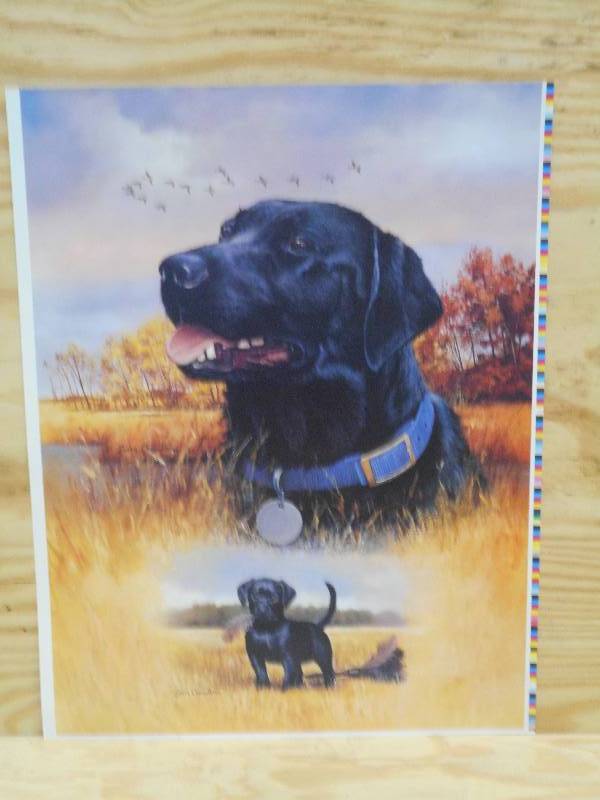 Approx (250) Retreiver Prints By La...