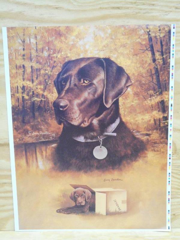 Approx (250) Retreiver Prints By La...
