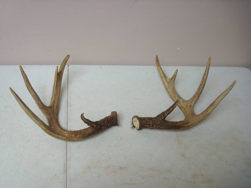 lot 52 image: 10 - Point Deer Rack....
